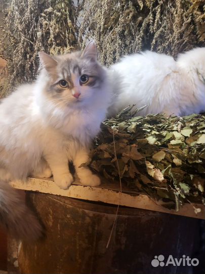 Сибирские котята