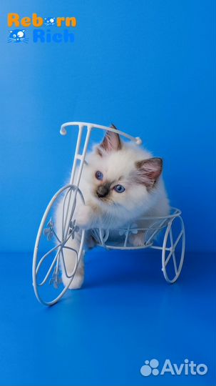 Рэгдолл (ragdoll) котенок-девочка от питомника