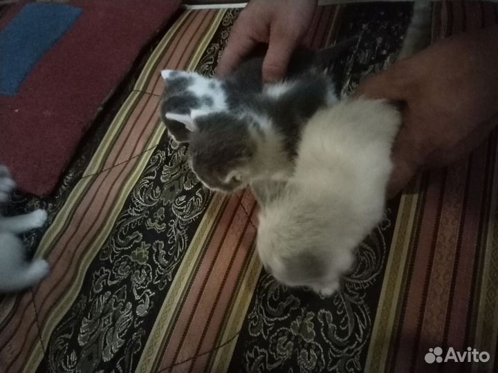 Котята в добрые руки