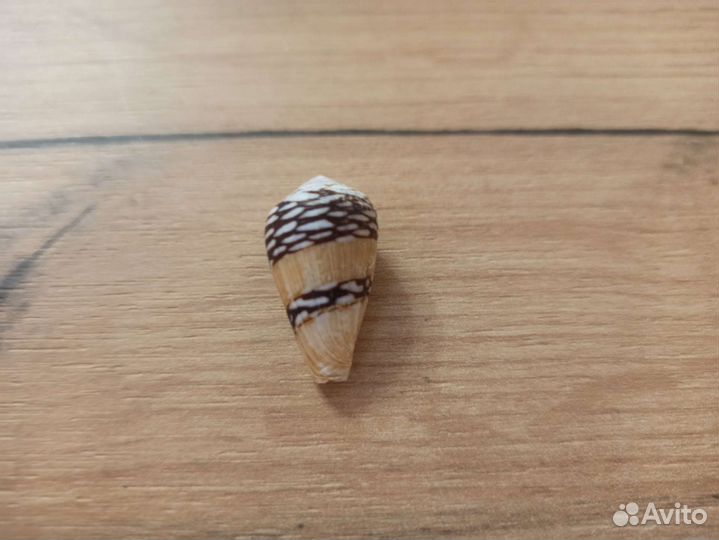 Морская раковина