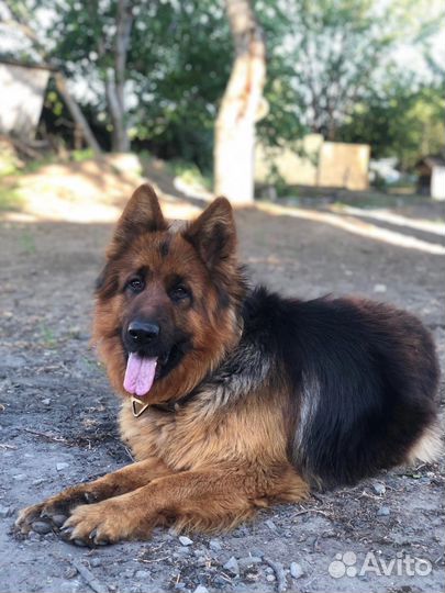 Немецкая овчарка