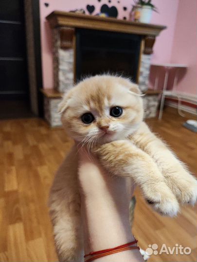 Золотые котята