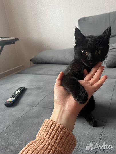 Британская кошка в дар