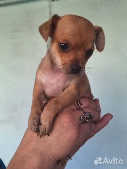 Мини той-терьер