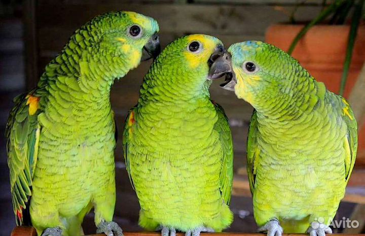 Попугай амазон