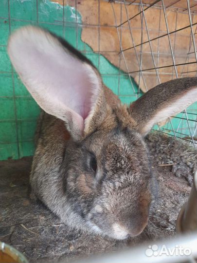 Кролики мясной породы