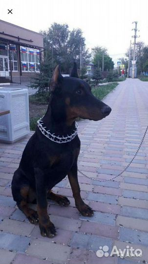 Доберман