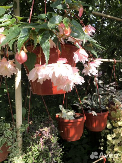 Бегония ампельная