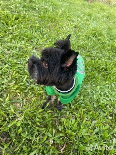 Собака для фотосъемки