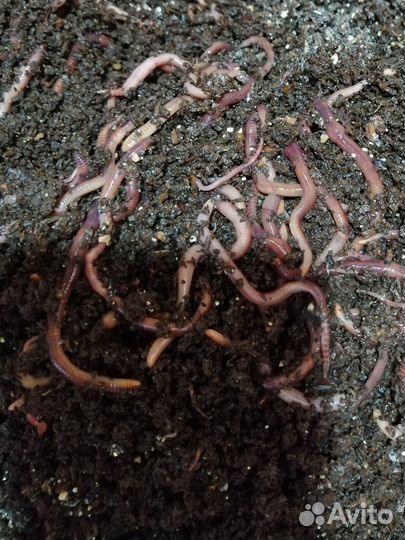 Черви для рыбалки