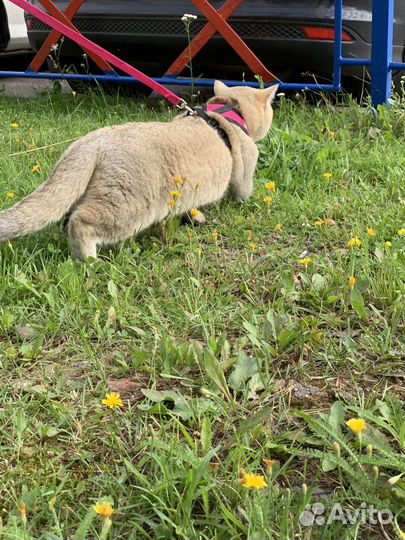 Британский кот вязка