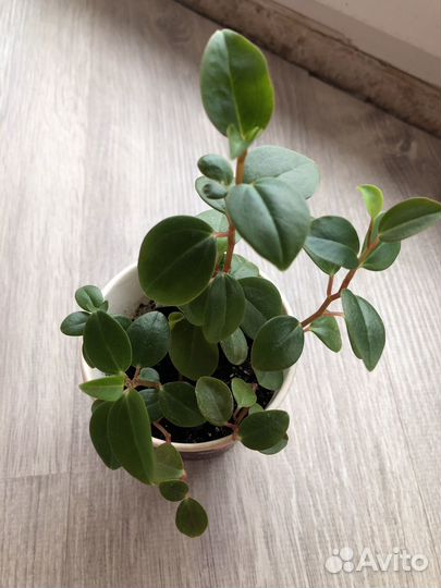 Цветы бесплатно