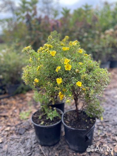 Лапчатка кустарниковая