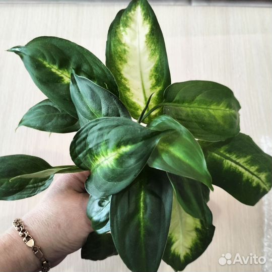 Диффенбахия камилла