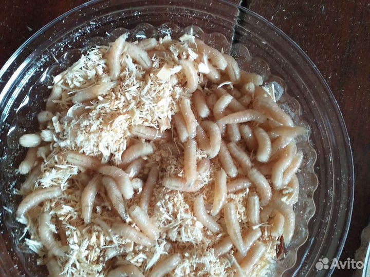 Черви. Опарыш