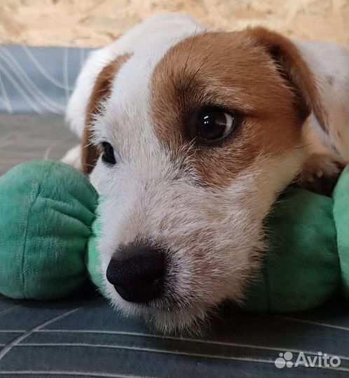 Парсон Рассел терьер