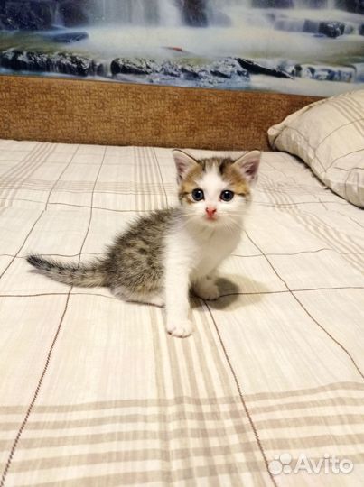 Кошки в добрые руки бесплатно
