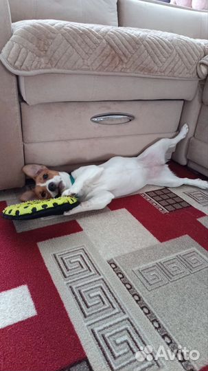 Джек Рассел терьер