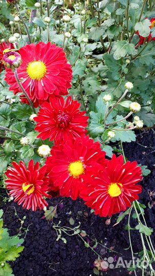 Садовые цветы