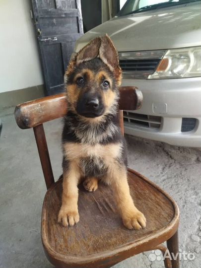 Немецкая овчарка