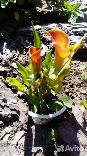 Многолетние цветы