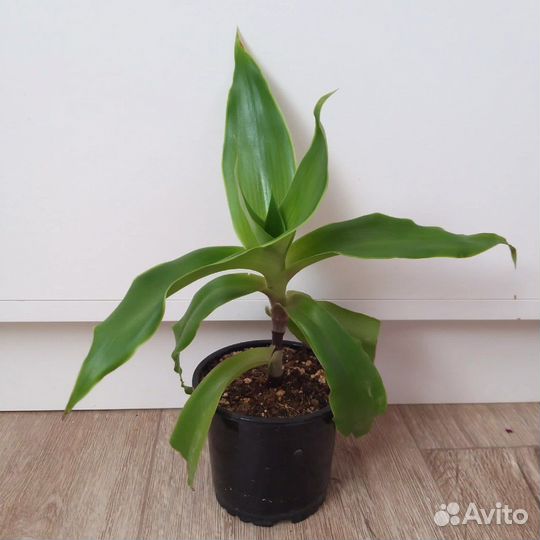 Каллизия душистая (золотой ус)