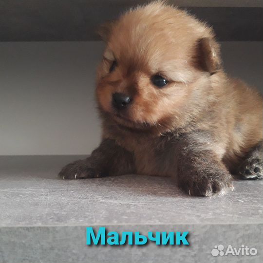 Щенки померанского шпица