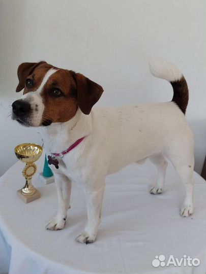 Вязка Кобель Джек Рассел Терьер