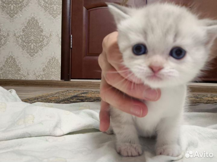 Котята в добрые руки 1 месяц