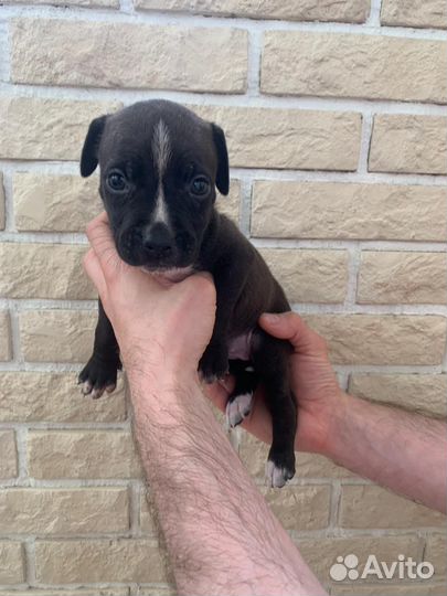 Щенки питбультерьера