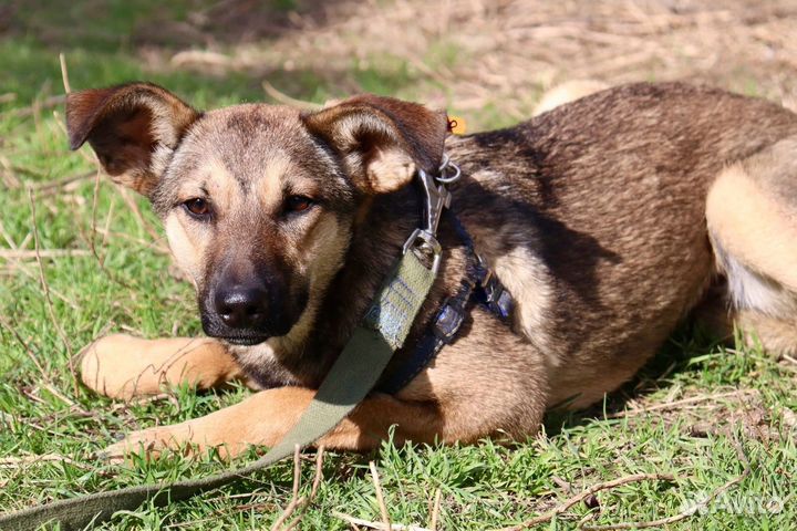 Щенок девочка Нора в добрые руки