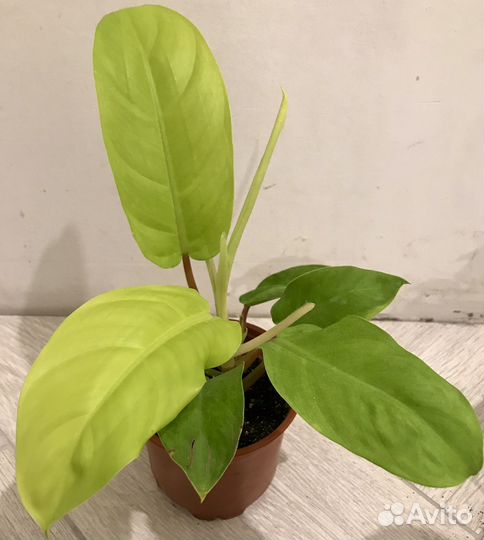 Филодендрон Малай голд