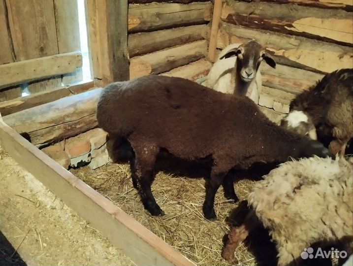 Курдючные бараны овцы
