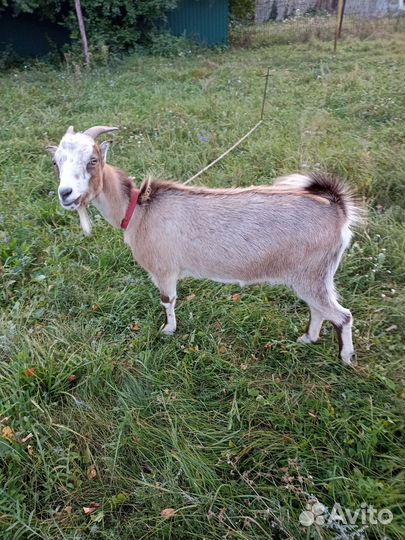 Коза дойная молочная