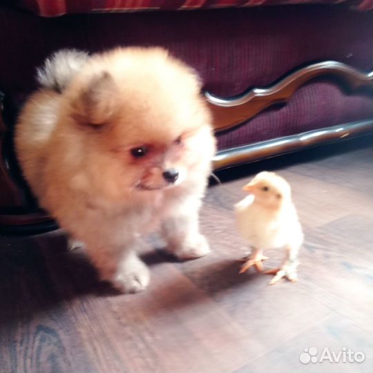 Померанские мишки шпицы мини (девочки и кобельки)