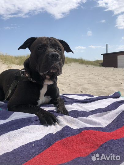 Вязка стаффордширский терьер