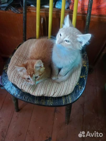 Котята в добрые руки мальчики