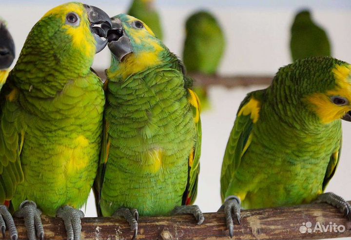 Попугай амазон