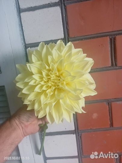 Георгины клубни