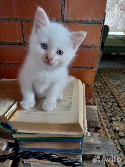 Белый котик ищет семью