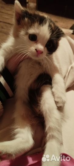 Котятки в добрые руки