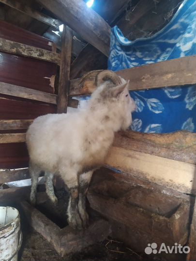 Домашние животные