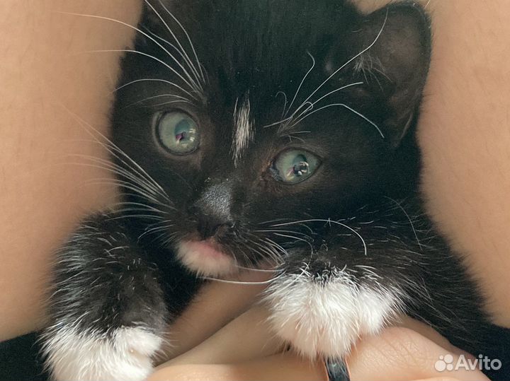 Котенок черный пушистый