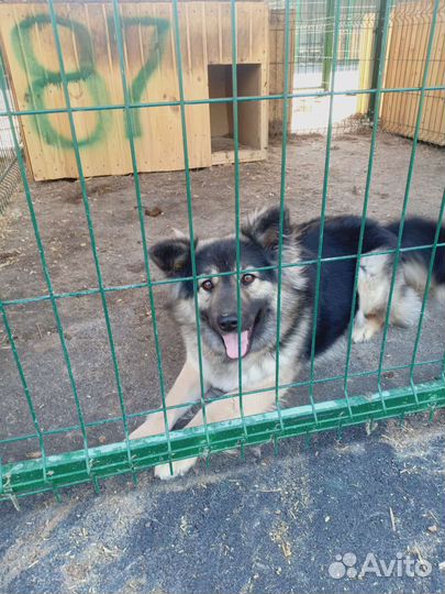 Самая красивая собака в добрые руки