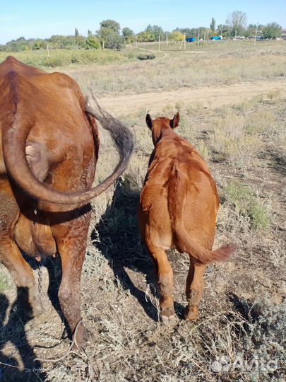 Корова с теленком