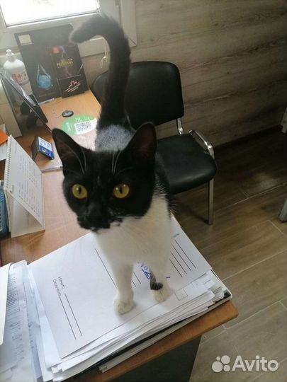 Кошка ищет дом