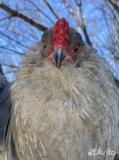 Инкубационное яйцо амераукана лаванда