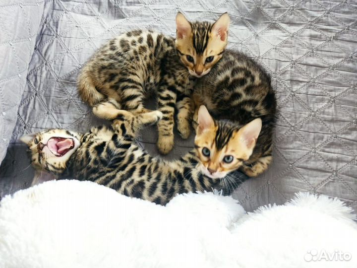 Бенгальская