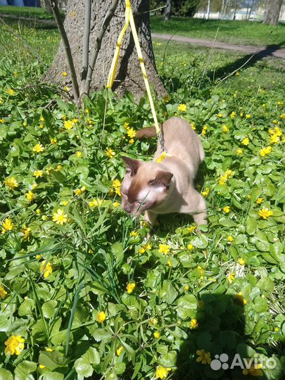 Котик в добрые руки