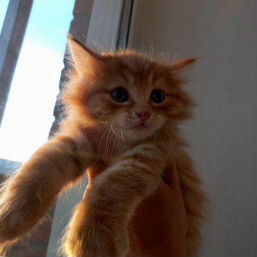 Курильский бобтейл длинношёрстный котёнок
